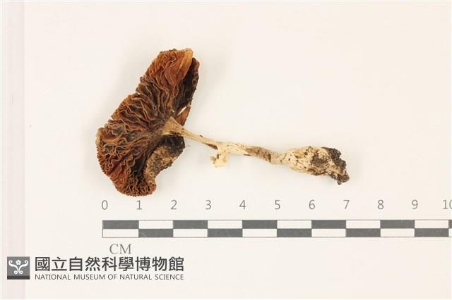 鵝膏屬藏品圖，第3張