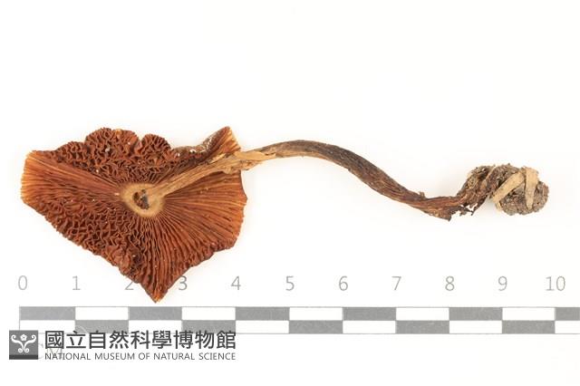 鵝膏屬藏品圖，第3張
