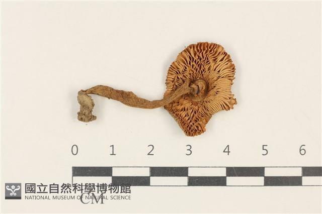 登錄號:F0037898藏品圖，第3張