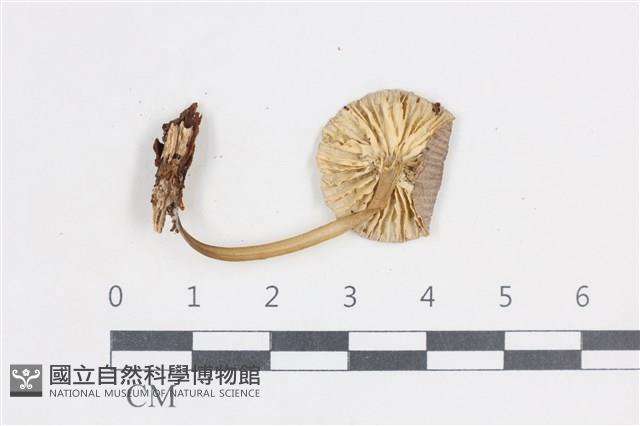 小菇屬藏品圖，第3張