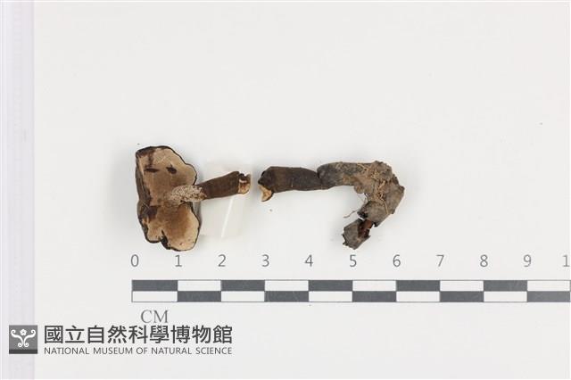 登錄號:F0036498藏品圖，第3張