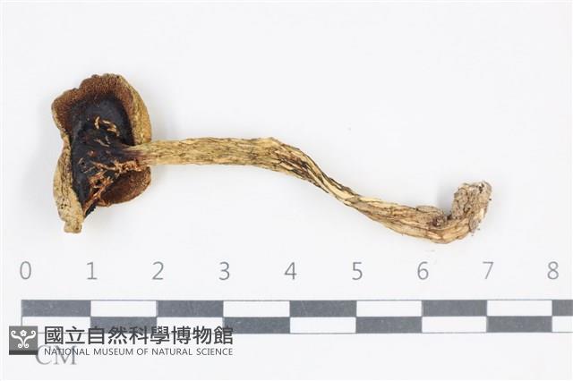 登錄號:F0038798藏品圖，第3張