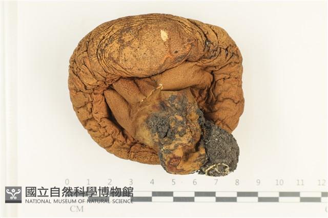 頭狀禿馬勃藏品圖，第3張