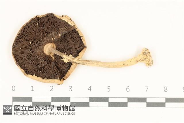 登錄號:F0038098藏品圖，第3張