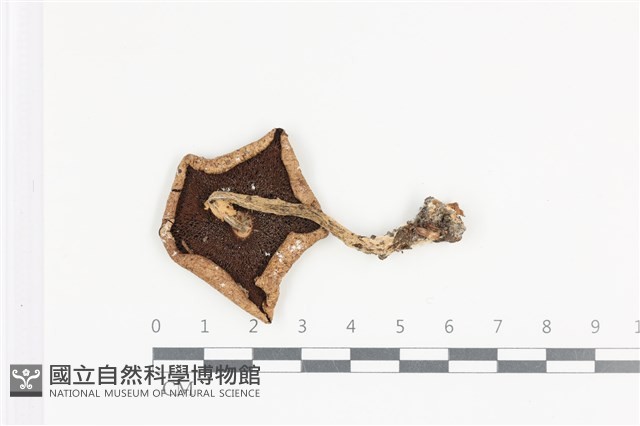 細鱗蘑菇藏品圖，第3張