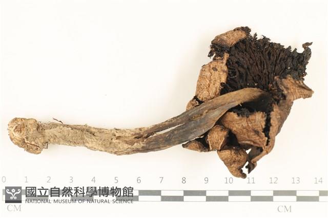 四孢蘑菇藏品圖，第3張