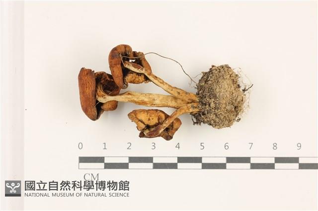 登錄號:F0037398藏品圖，第3張