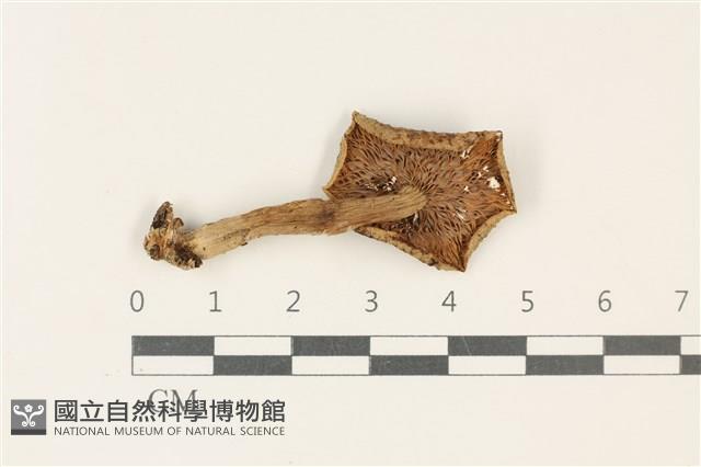 登錄號:F0037888藏品圖，第3張