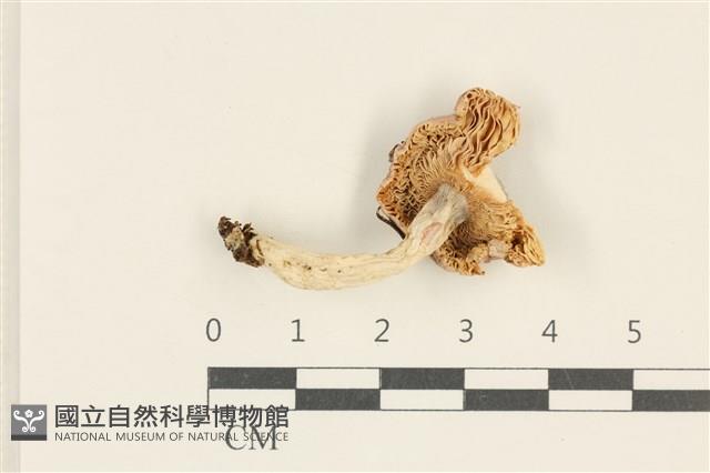 紅菇屬藏品圖，第3張