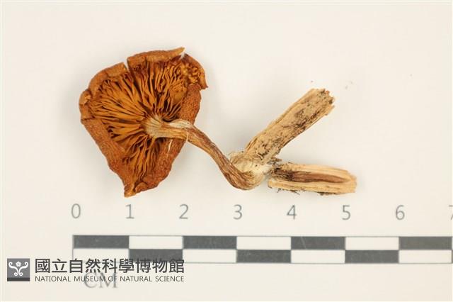 登錄號:F0037688藏品圖，第3張