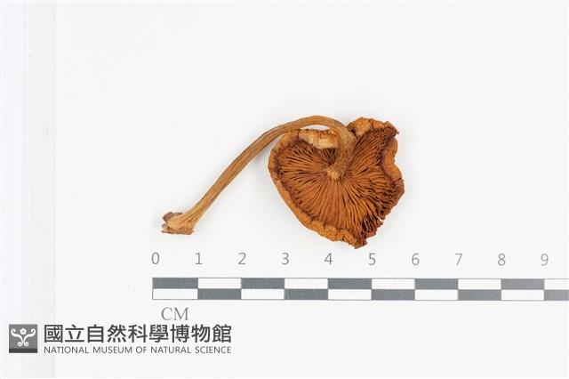 登錄號:F0036488藏品圖，第3張