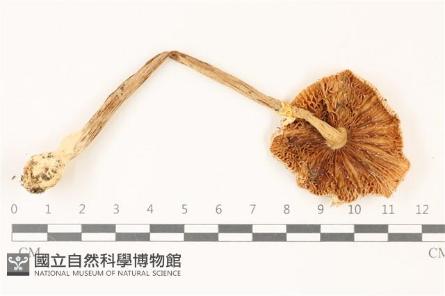 登錄號:F0037488藏品圖，第3張