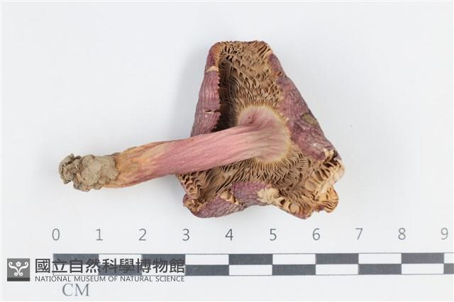 登錄號:F0038788藏品圖，第3張