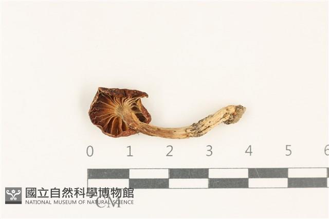 登錄號:F0037788藏品圖，第3張