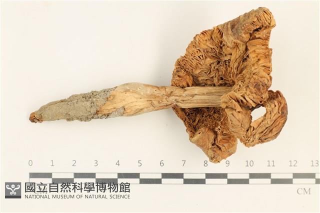 登錄號:F0037588藏品圖，第3張