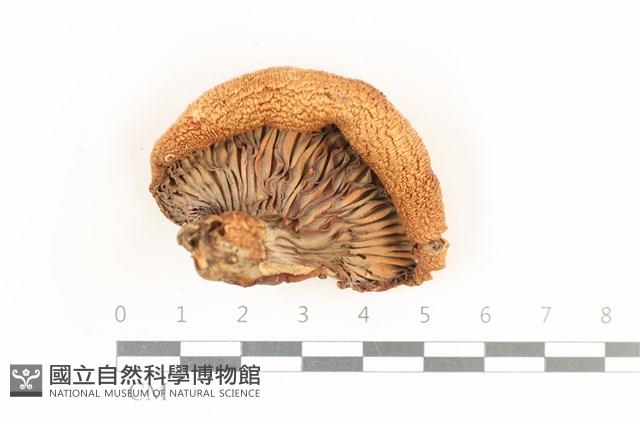 登錄號:F0038188藏品圖，第3張