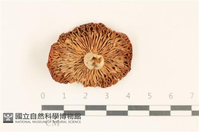 登錄號:F0037088藏品圖，第3張