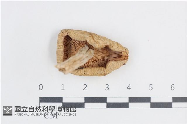 登錄號:F0038838藏品圖，第3張