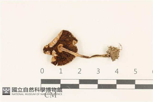 登錄號:F0036838藏品圖，第3張