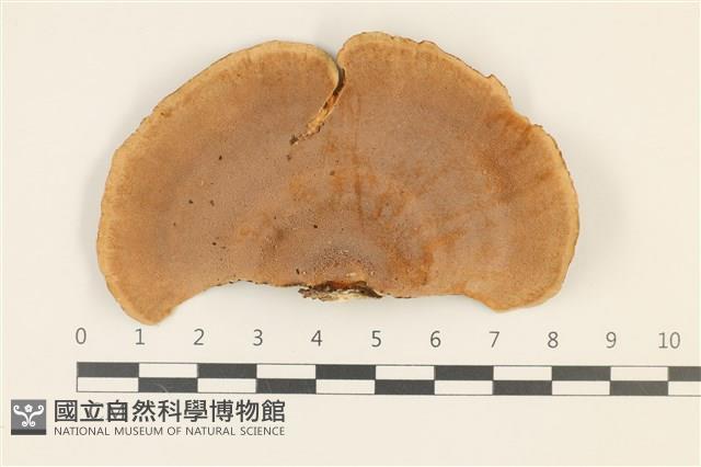 相鄰小孔菌藏品圖，第3張
