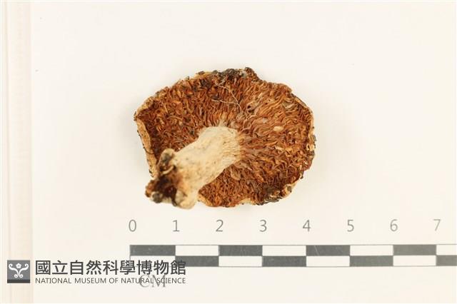 登錄號:F0037638藏品圖，第3張