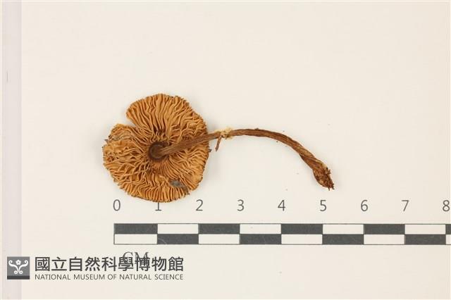 鵝膏屬藏品圖，第3張