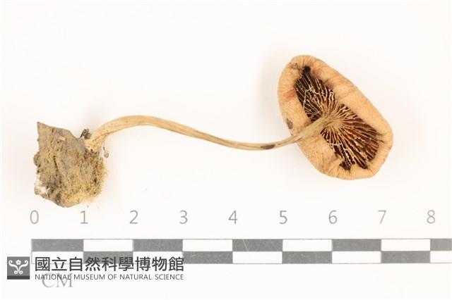 登錄號:F0037038藏品圖，第3張