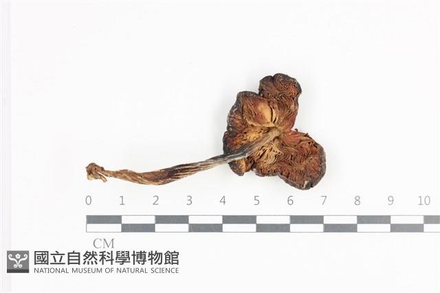 登錄號:F0036338藏品圖，第3張