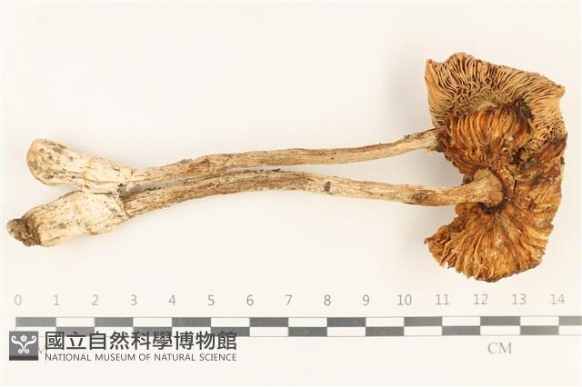 登錄號:F0037878藏品圖，第3張