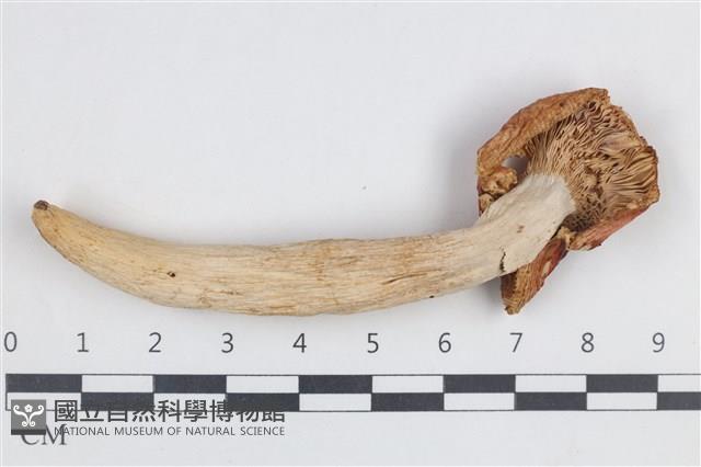 登錄號:F0038778藏品圖，第3張