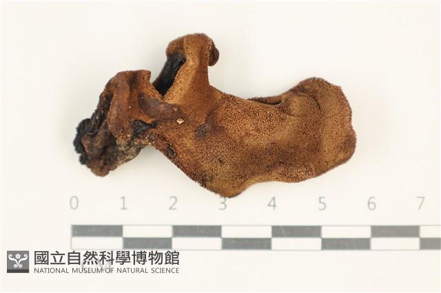 登錄號:F0037578藏品圖，第3張