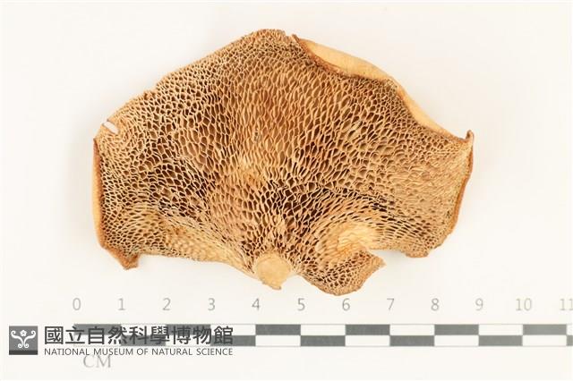 登錄號:F0038178藏品圖，第3張