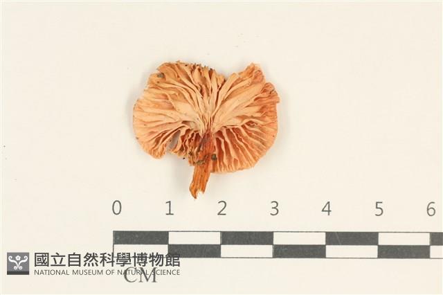 登錄號:F0038078藏品圖，第3張