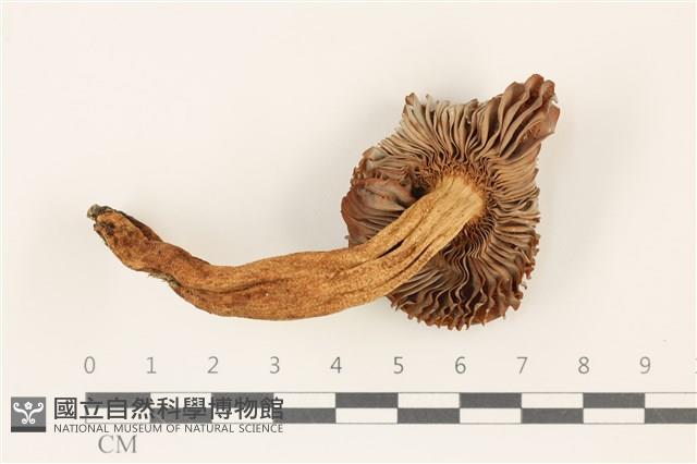 登錄號:F0037378藏品圖，第3張