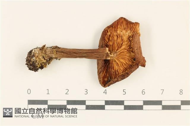 登錄號:F0037260藏品圖，第3張
