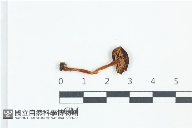 粉褶菌屬藏品圖，第3張