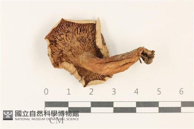 館號:F0037660藏品圖，第3張
