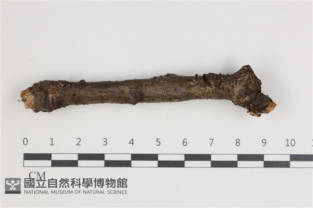 登錄號:F0035460藏品圖，第3張