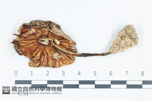 登錄號:F0039460藏品圖，第3張