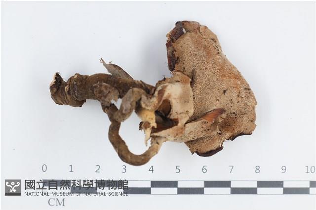 登錄號:F0038760藏品圖，第3張