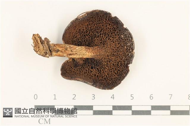 登錄號:F0037560藏品圖，第3張