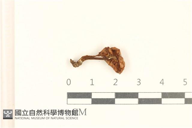 館號:F0037160藏品圖，第3張