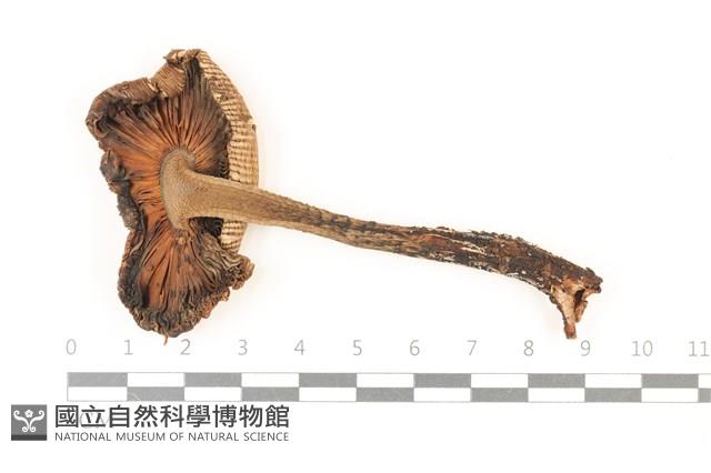 鵝膏屬藏品圖，第3張