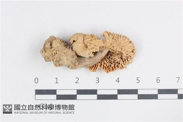 登錄號:F0038820藏品圖，第3張