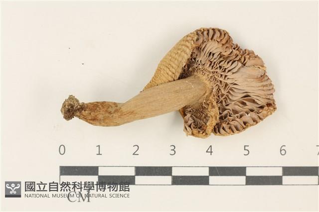 紅菇屬藏品圖，第3張