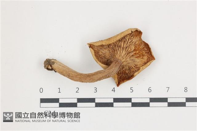 乳菇屬藏品圖，第3張