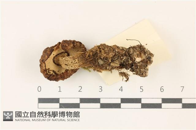 登錄號:F0037420藏品圖，第3張