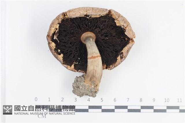 登錄號:F0038720藏品圖，第3張