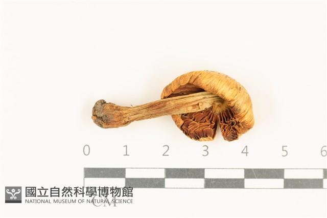 登錄號:F0036720藏品圖，第3張