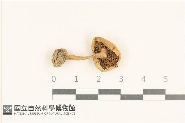 登錄號:F0037020藏品圖，第3張